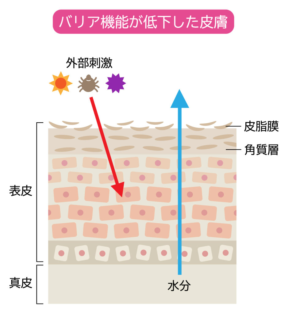 肌のバリア機能
40代50代